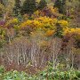 栂池でまともな紅葉が見れたのは初めてかな。（２年前は中腹駅の紅葉がすごかった）